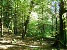 La Forêt domaniale